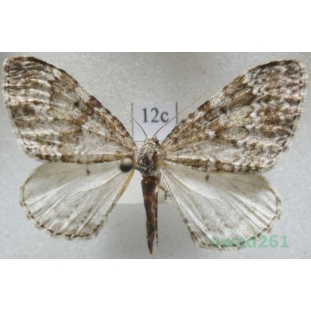 Entephria caesiata (Denis & Schiffermüller, 1775) Czech12c